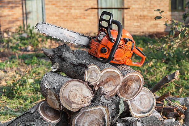 The Steps Involved in Our Tree Care Process in Oak Grove, OR